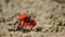 fiddler crabs foraging and sipping minerals on the muddy tidal flat