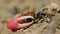 fiddler crabs foraging and sipping minerals on the muddy tidal flat