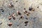 Fiddler crabs walking in mangrove forest