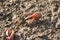 a Fiddler crabs in the wetland, hong kong