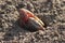 a Fiddler crabs in the wetland, hong kong