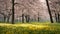 a field adorned with vibrant yellow flowers, surrounded by towering trees in the backdrop, Scenes from different seasons sped up