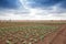 Field of African agriculture in Cabinda. Angola.