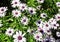 Field of African Daisies Osteospermum Dimorphotheca Ecklonis 2