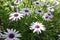 Field of African Daisies Osteospermum Dimorphotheca Ecklonis 3