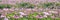 Field of alfalfa flowers also called lucerne panoramic background