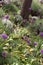 Field of Allium Flowers (Allium christophii)