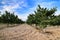 Field of almond trees in Spain