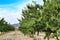 Field of almond trees in Spain