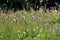 Field of Alpine Wildflowers