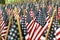 Field Of American Flags 02608