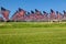 Field of American flags