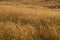 Field of arid, brown Sweet vernal grass
