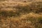 Field of arid, brown Sweet vernal grass