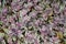 A field of arrow shaped purple green leaf plants plantation Wandering Jew Tradescantia zebrina