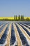 Field of asparagus, rows covered with foil