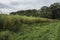 Field with aspergusplants near forest