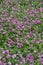 Field of astragalus