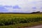 Field in autumn around Mikulov