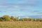 Field with autumn trees and shrubs and reed in the marsh under a blue sky with soft clouds