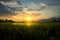 Field awakening Morning sun illuminates the serene beauty of rice fields