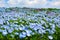 Field of baby blue eyes nemophila flowers during spring at Hitachi Seaside Park in Japan