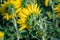 Field of backwards-facing giant sunflowers on a sunny summer day