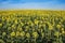 Field of backwards-facing giant sunflowers on a sunny summer day