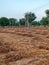 A field of bajra or pearl millet after cutting the crop.