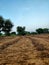 A field of bajra or pearl millet after cutting the crop.