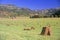 Field of baled hay, Telluride, CO