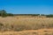 Field with bales of wheat drying in the sun in the mountains