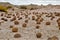 Field of balls nature reserve Ischigualasto