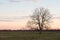 Field and Bare Tree Silhouette with Pastel Twilight Sky