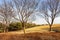 Field with bare trees, bright blue sky