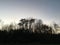 field with bare trees and bushes in black silhouette against blue/ gray dusky sky