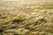 A field of barley blowing in the wind. The barley field looks like waves in the sea