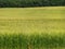 Field of Barley for livestock fodder or craft beer industry