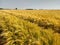Field of Barley, Norfolk, England, UK