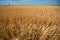 Field of Barley ready for harvest