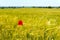 Field of barley with a single corn poppy