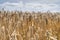 Field of barley in a summer day. during harvesting period, a panoramic view of the crops with a ray of sunshine