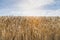 Field of barley in a summer day. during harvesting period, a panoramic view of the crops with a ray of sunshine