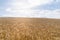 Field of barley in a summer day. during harvesting period, a panoramic view of the crops with a ray of sunshine