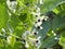 Field bean white black blossom