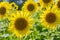 Field of beautiful backlit sunflowers