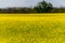 A Field of Beautiful Bright Yellow Flowering Canola