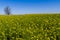 Field of Beautiful Bright Yellow Flowering Canola