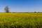 Field of Beautiful Bright Yellow Flowering Canola