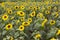 Field of beautiful cheerful potted sunflowers in bloom